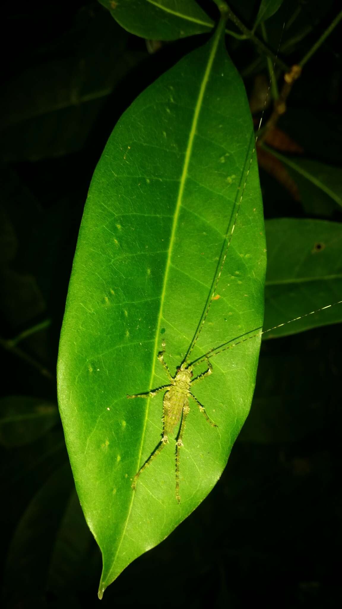 Imagem de Phricta spinosa Redtenbacher 1892