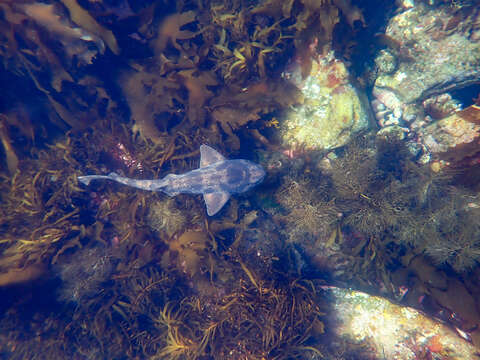 Image of Australian Swellshark