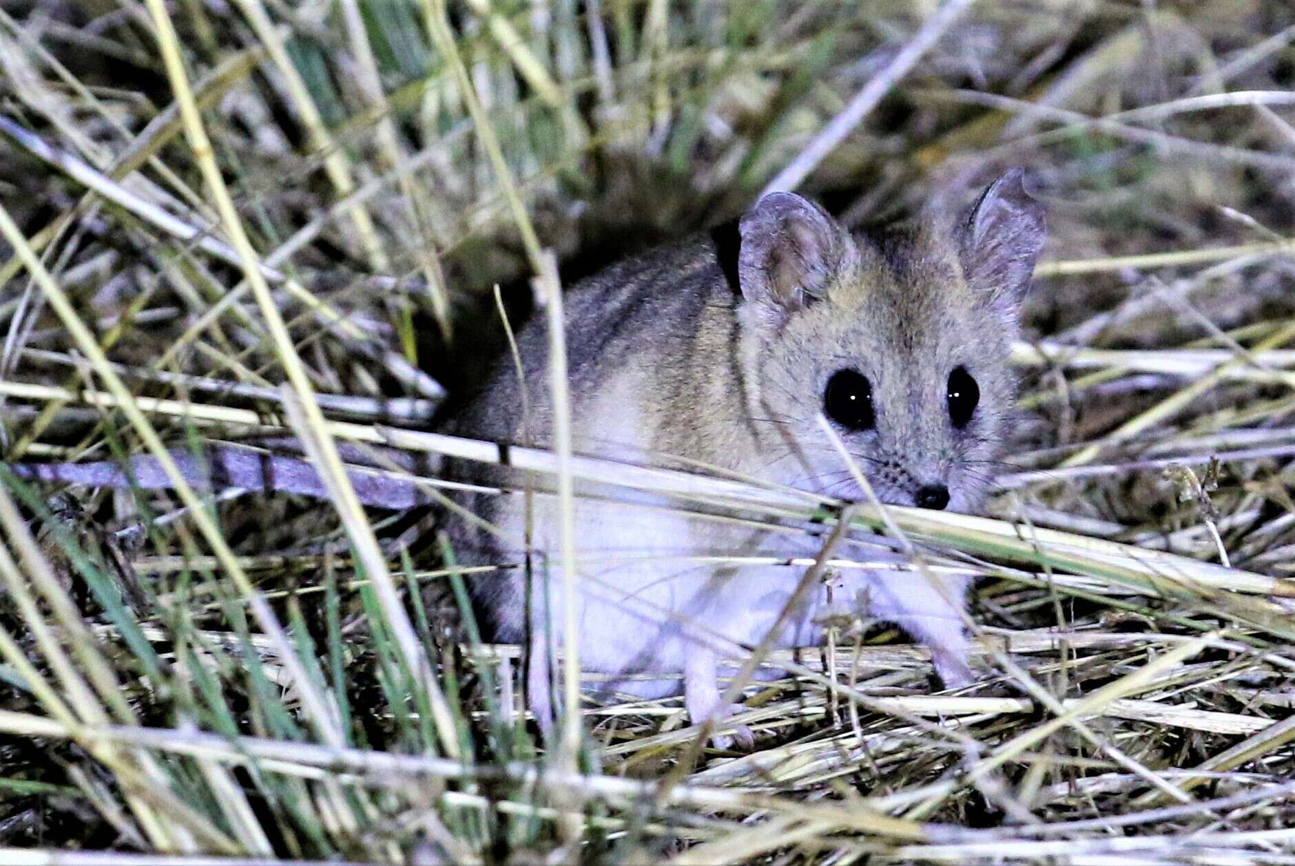 Image of Fat-tailed Dunnart