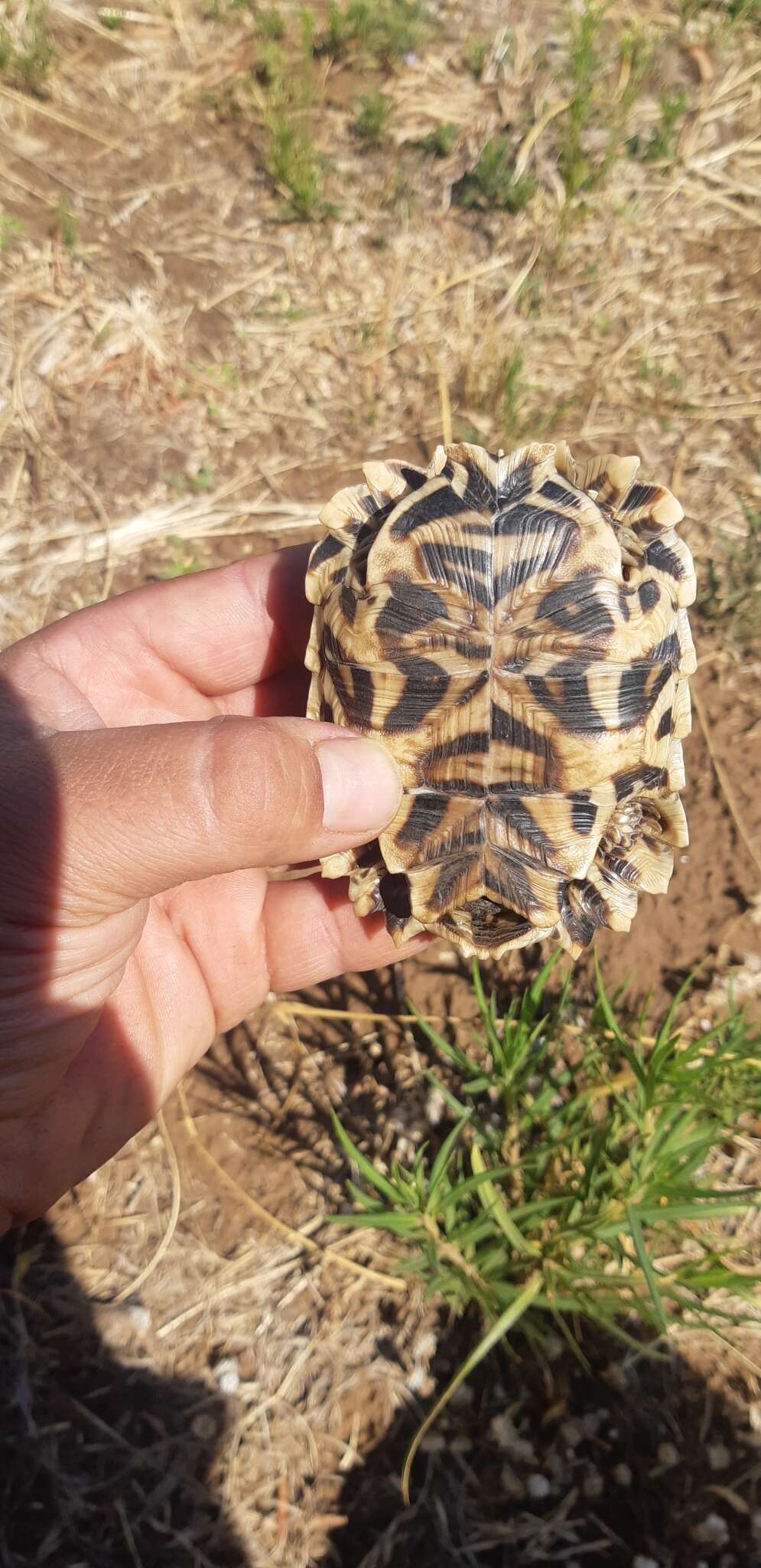 Image of Serrated Tortoise