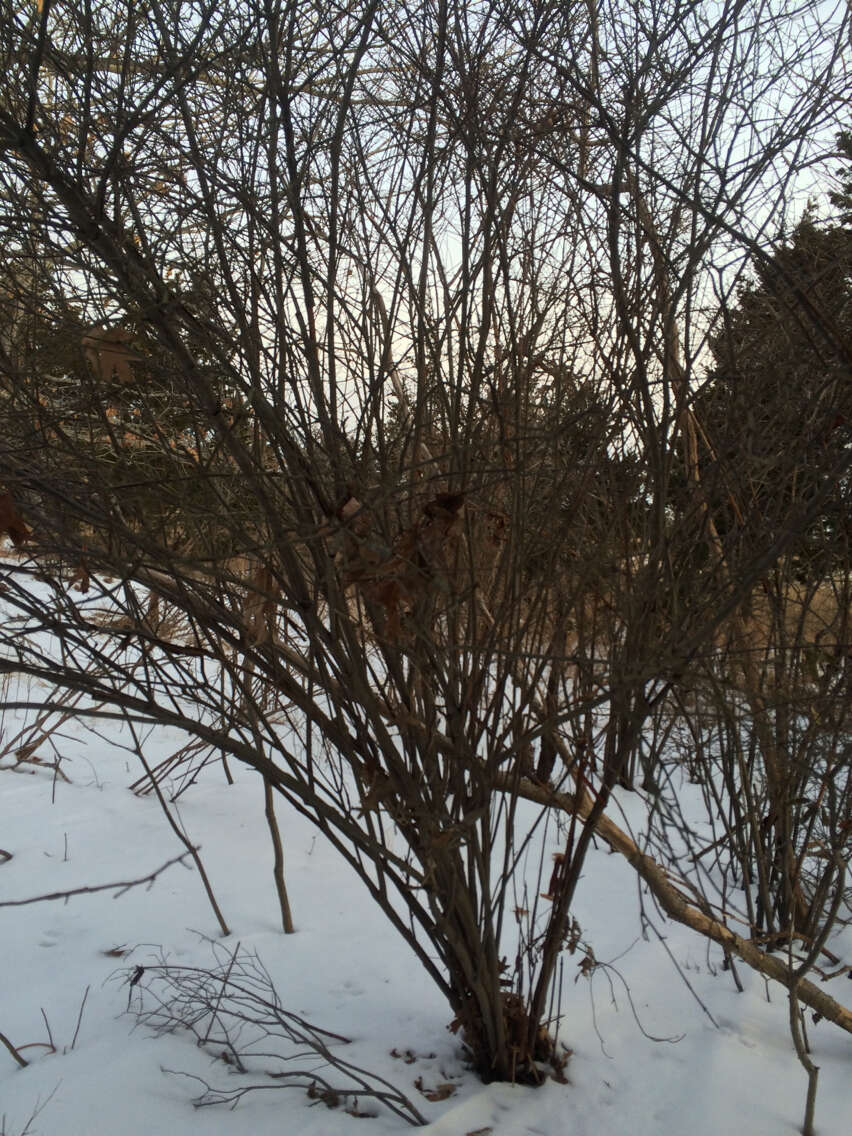 Image of Amur honeysuckle