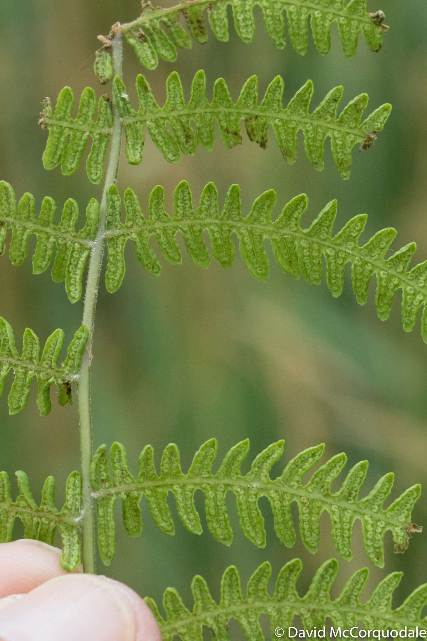 Image of Marsh Fern