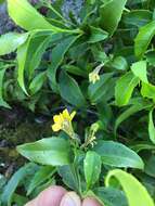 Scaevola enantophylla F. Müll. resmi