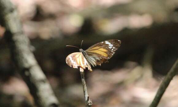 Image of Danaus (Salatura) affinis fulgurata (Butler 1866)