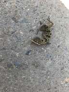 Image of Butterfly Forest Gecko