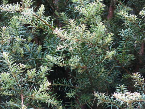 Podocarpus totara G. Benn. ex D. Don resmi