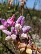 Imagem de Lathyrus jepsonii subsp. jepsonii