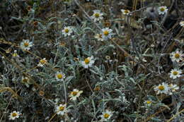 Image of Melampodium argophyllum S. F. Blake