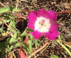 Слика од Clarkia speciosa subsp. immaculata F. H. Lewis & M. E. Lewis