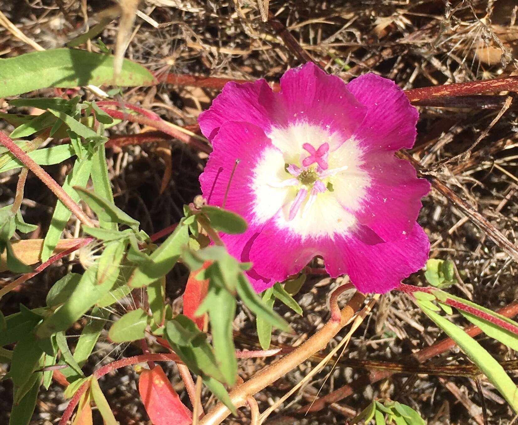 Слика од Clarkia speciosa subsp. immaculata F. H. Lewis & M. E. Lewis