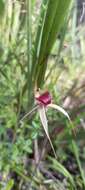 Caladenia montana G. W. Carr的圖片