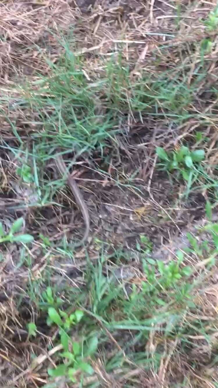 Image of Atlantic Salt Marsh Snake