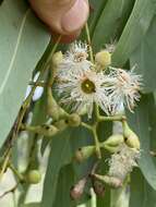 Image of Eucalyptus leptophleba F. Müll.