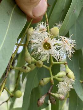 Image de Eucalyptus leptophleba F. Müll.