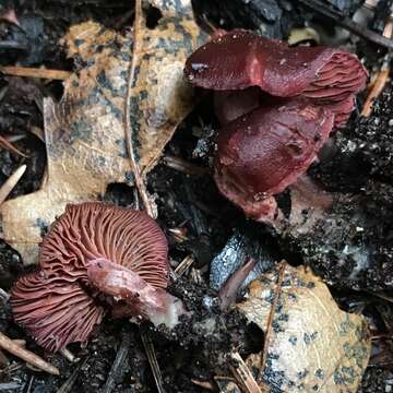 Image of Tubaria punicea (A. H. Sm. & Hesler) Ammirati, Matheny & P.-A. Moreau 2007