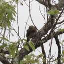 Image of Bar-throated Wryneck