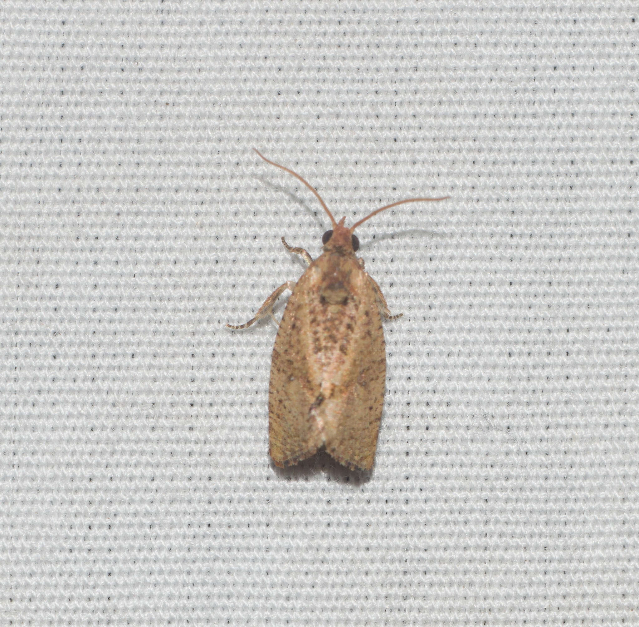 Image of Moth