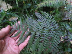 Image of Petersen's-Spleenwort