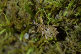 Image of Eurynotia enysi Broun 1886