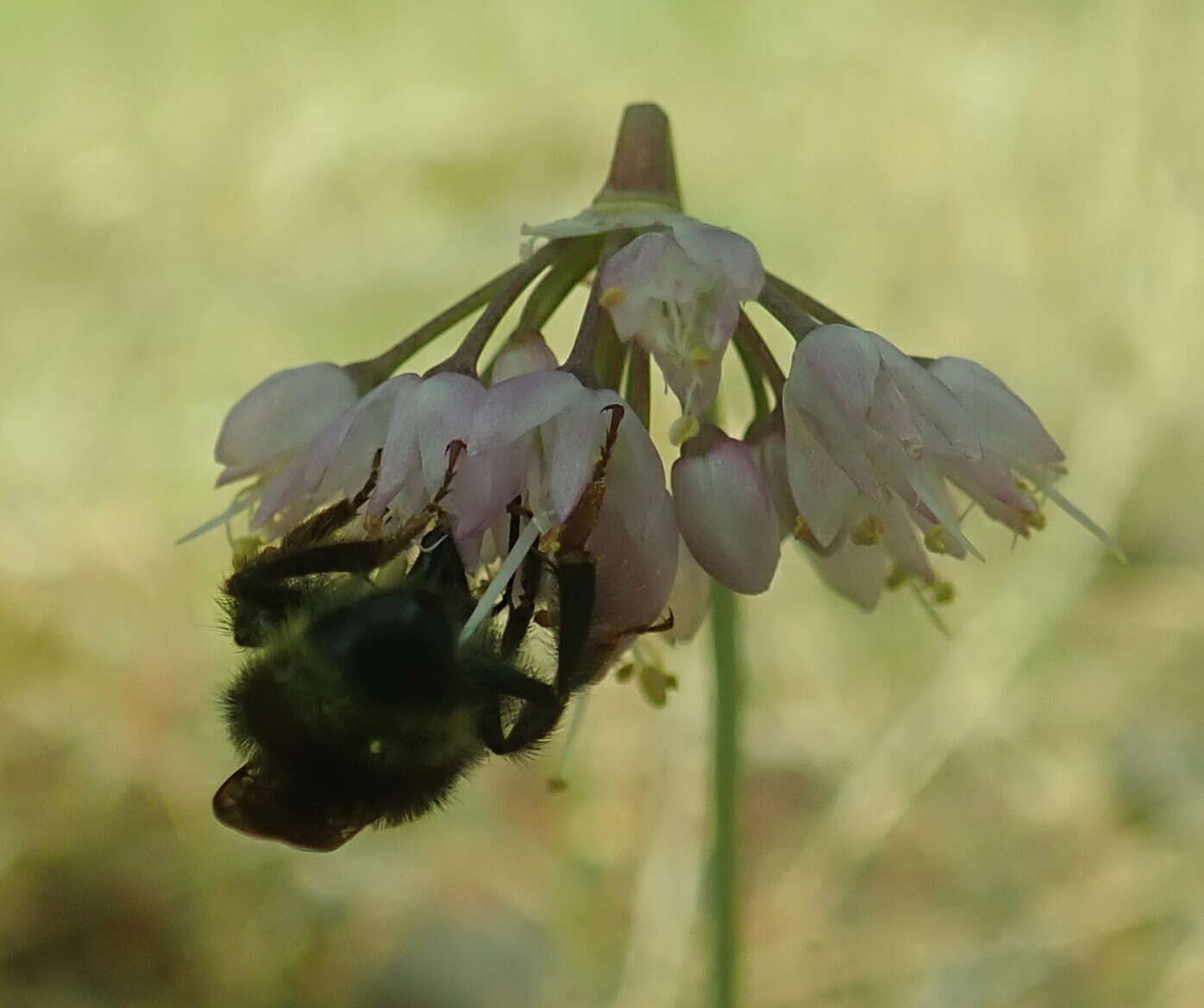 Image of Bombus vancouverensis vancouverensis Cresson 1879