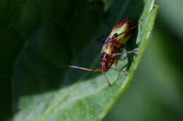 Image of Closterotomus fulvomaculatus (De Geer 1773)