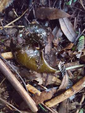 Image of Kauri Snail