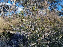 Image of Leucopogon fletcheri Maiden & Betche