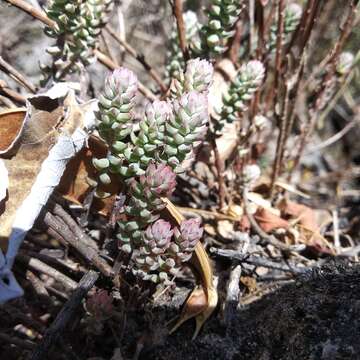 Image of Villadia albiflora (Hemsl.) Rose