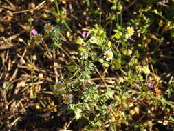 Image of shortray rockdaisy