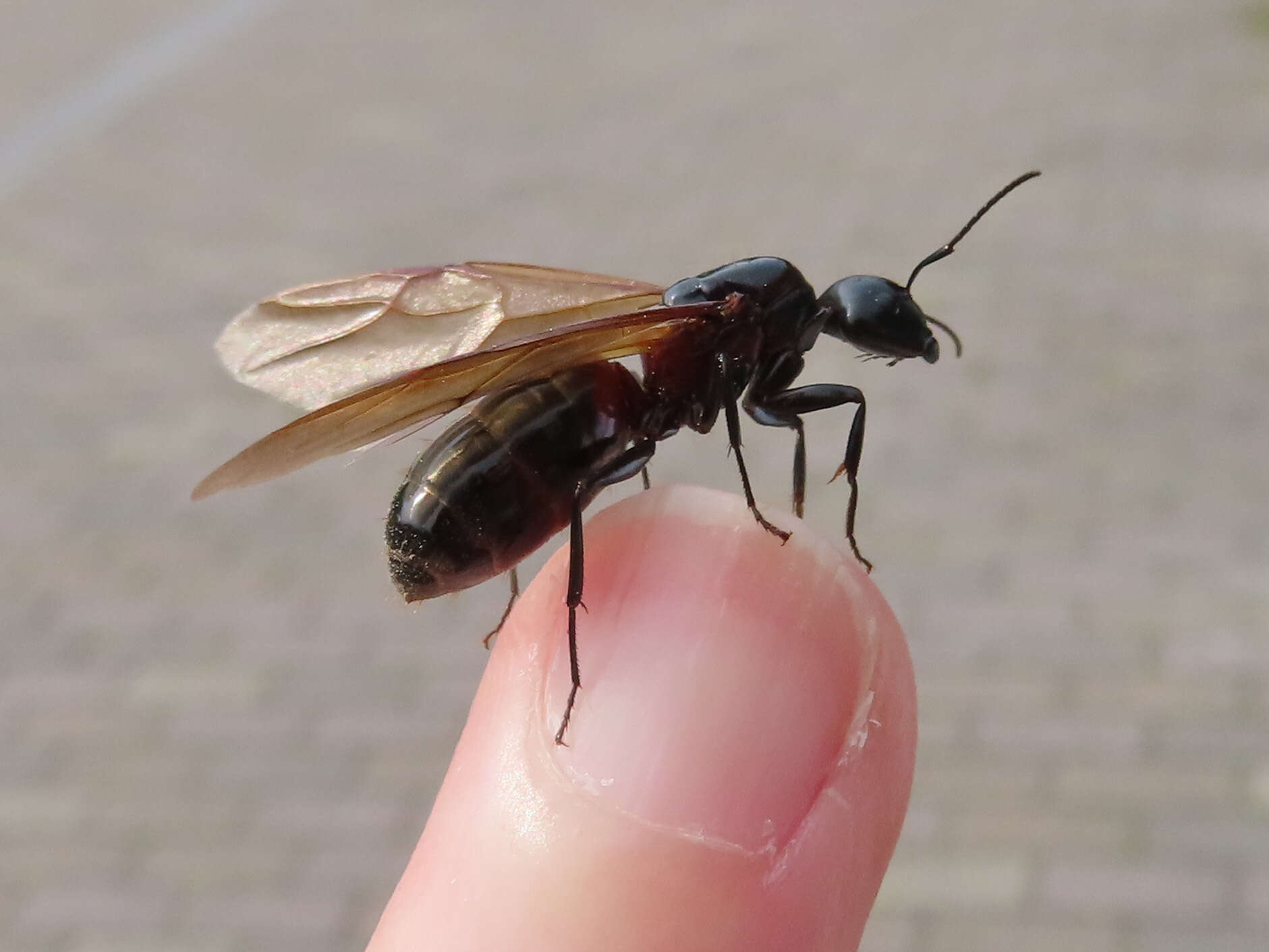 Image of Camponotus obscuripes Mayr 1879