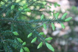 Image of Caucasian Spruce