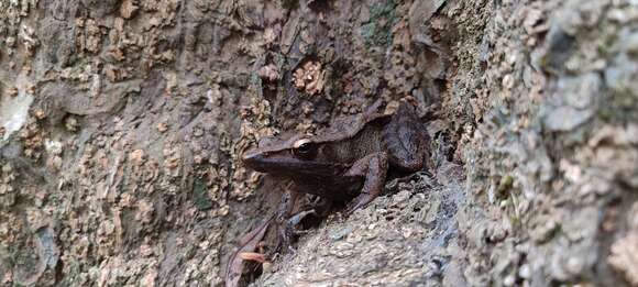 Image of Indian golden-backed frog