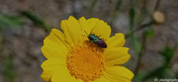 Image of Pasture Splendour Beetle