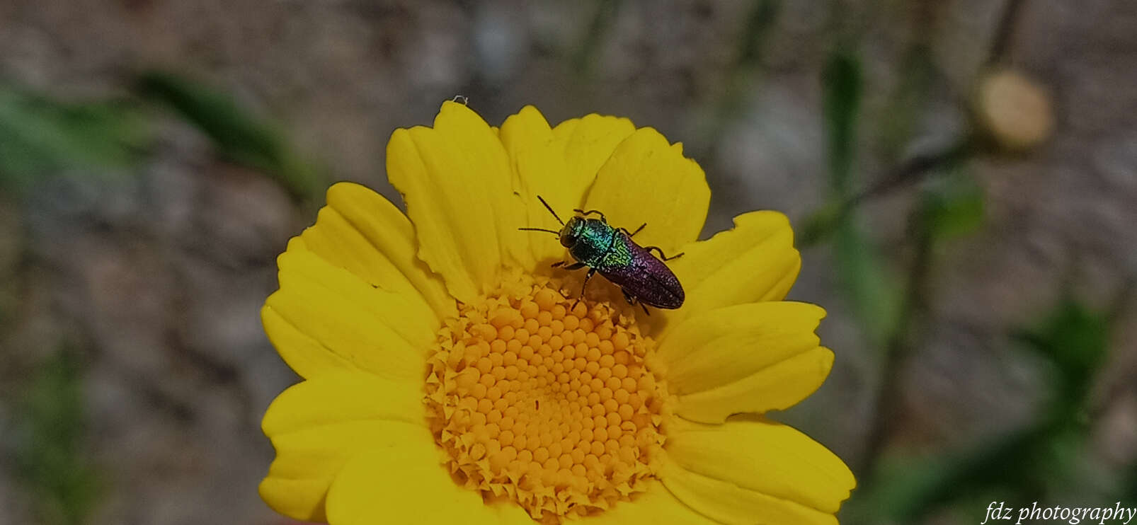 Image of Pasture Splendour Beetle