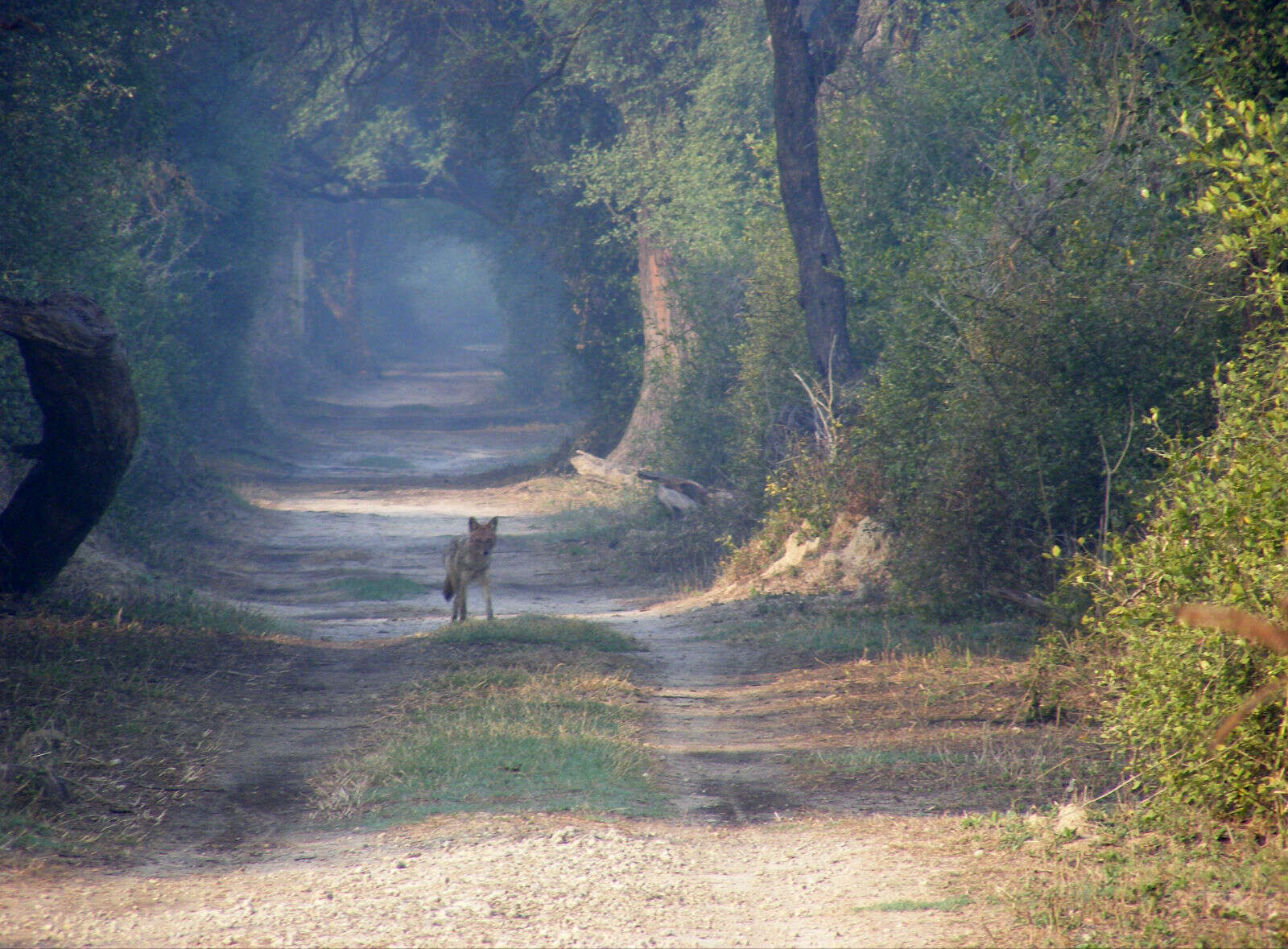 Image of Indian jackal