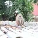 Image of Río Cesar White-fronted Capuchin