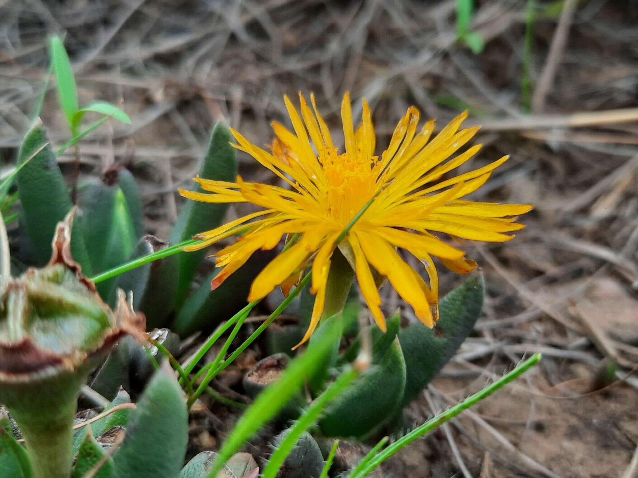 Image de Bergeranthus katbergensis L. Bolus