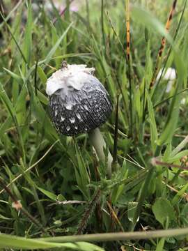 Image of Coprinus calyptratus Peck 1895