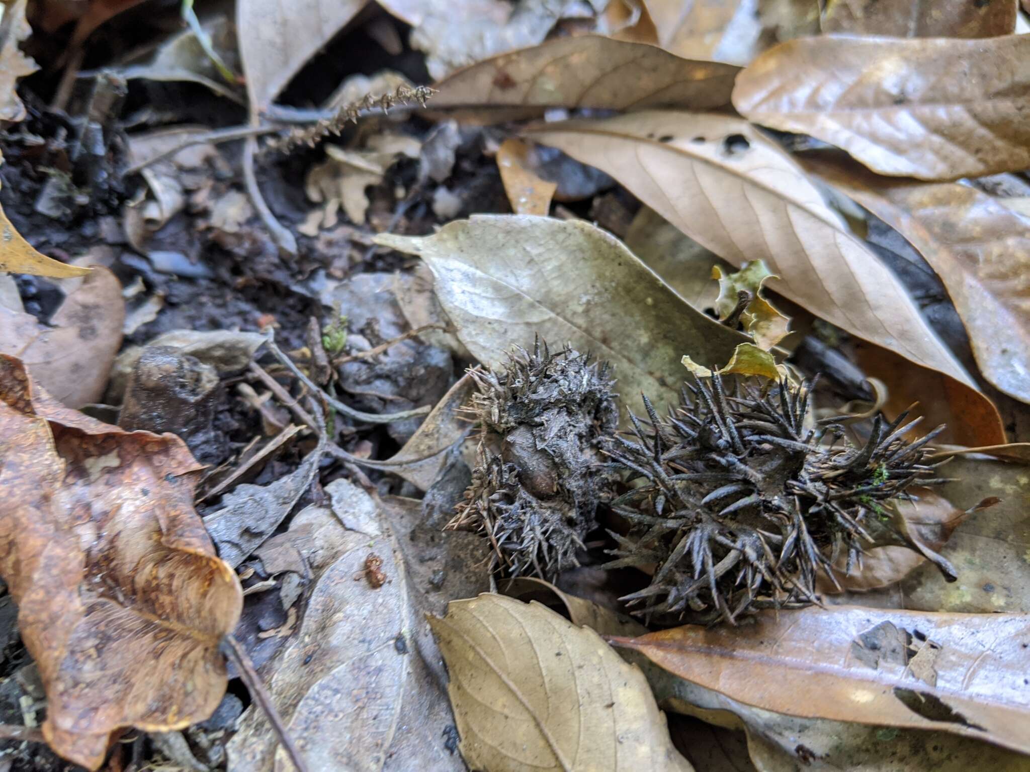 Image of Castanopsis faberi Hance