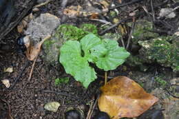 Image of Tall shield orchid