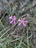 Imagem de Phlox colubrina Wherry & Constance