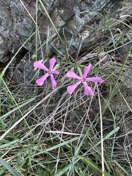 Imagem de Phlox colubrina Wherry & Constance