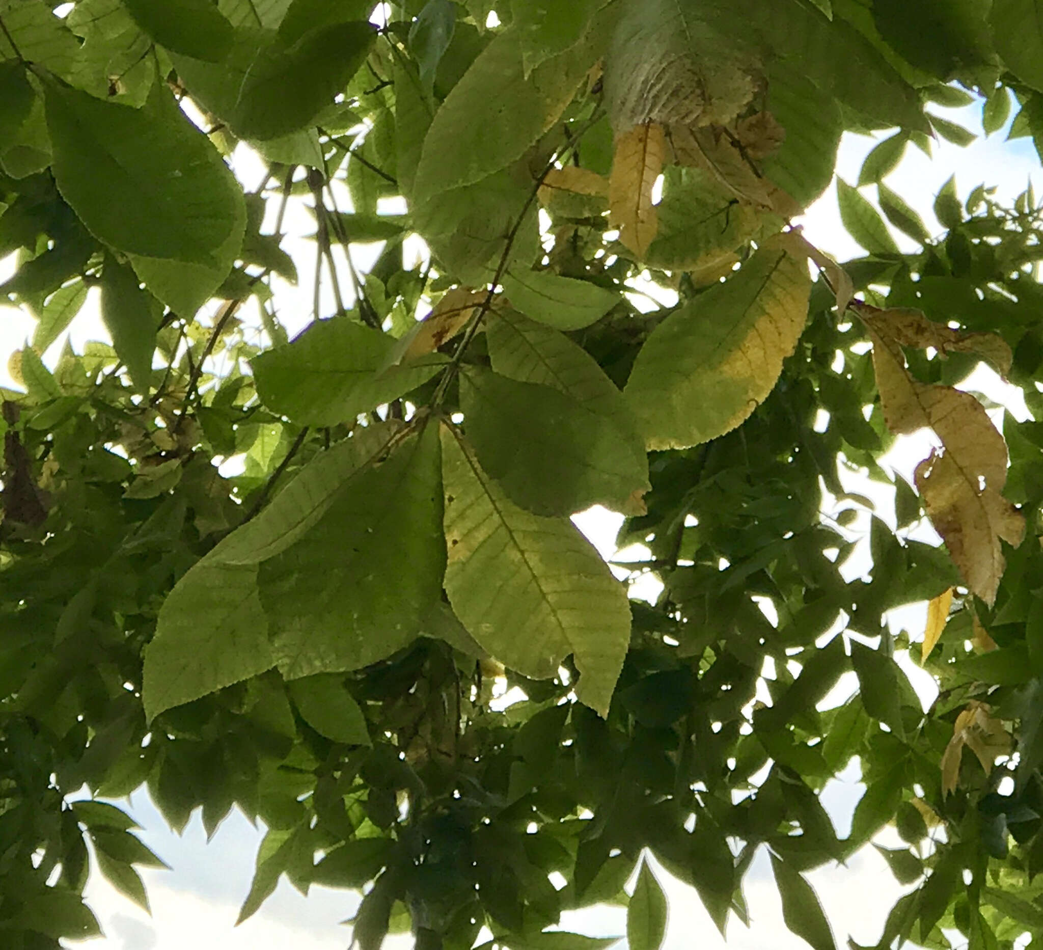 Image of mockernut hickory