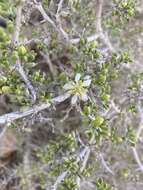 Image of Tetraena dumosa (Boiss.) Beier & Thulin