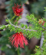 Image of Melaleuca cyrtodonta Turcz.