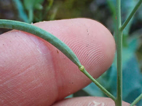 Image de Boechera breweri subsp. shastaensis Windham & Al-Shehbaz