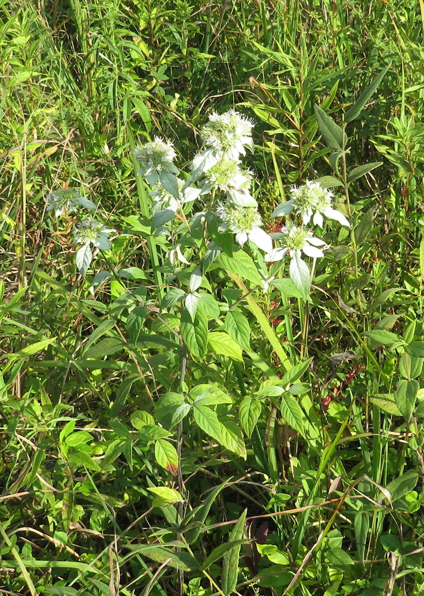 Image de Pycnanthemum loomisii Nutt.