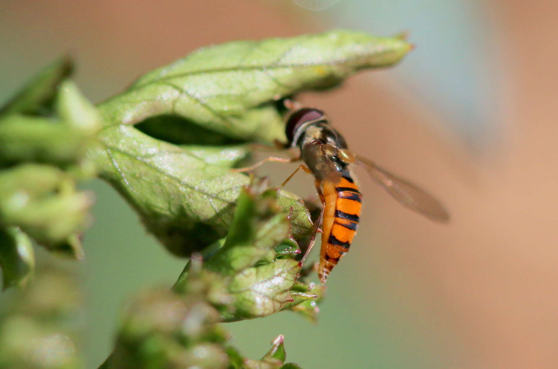 Image of Episyrphus trisectus (Loew 1858)
