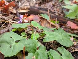 Image of Selkirk's violet