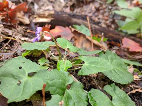 Image of Selkirk's violet